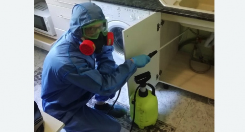 Уничтожение муравьев в квартире. Кольчугино