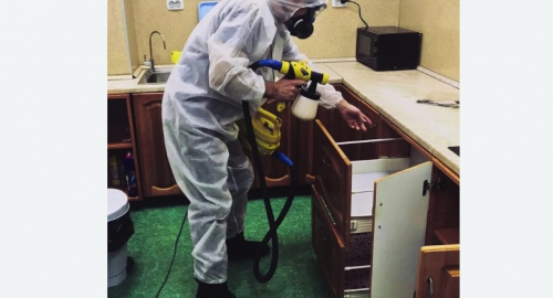 Уничтожение насекомых в квартире. Кольчугино