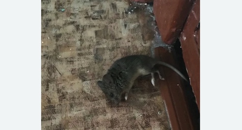 Дезинфекция от мышей в Кольчугино