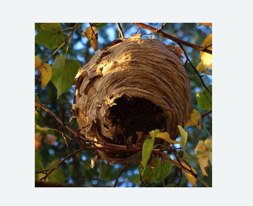 Обработка от шершней в Кольчугино