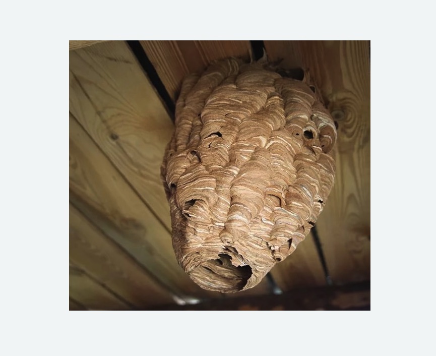 обработка от шершней в Кольчугино