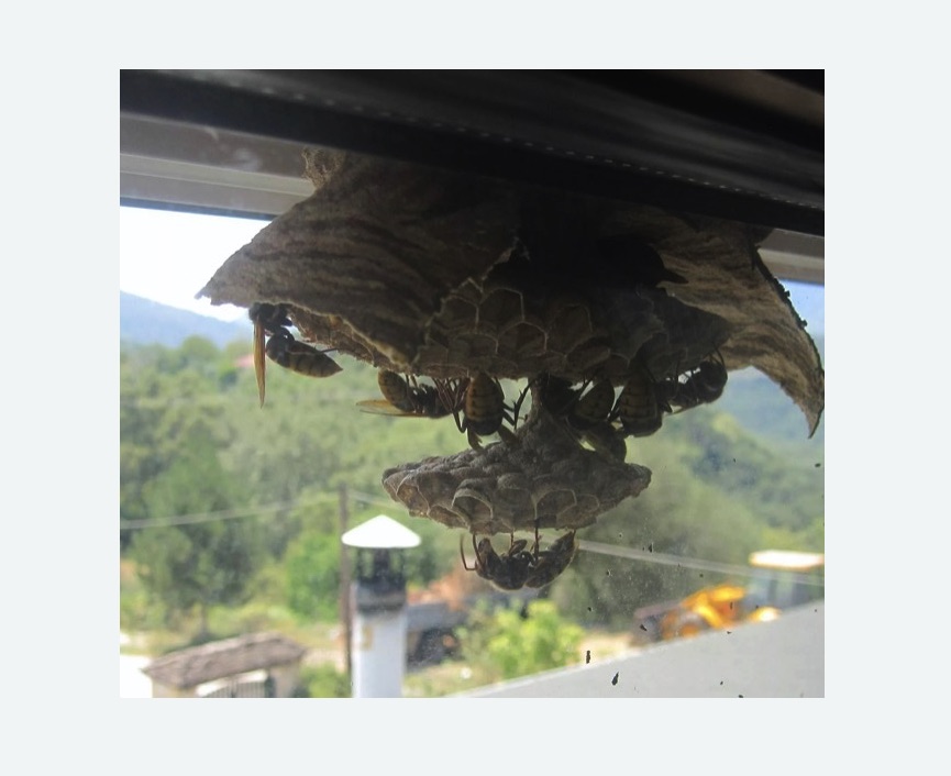 Уничтожение гнёзд шершней в Кольчугино