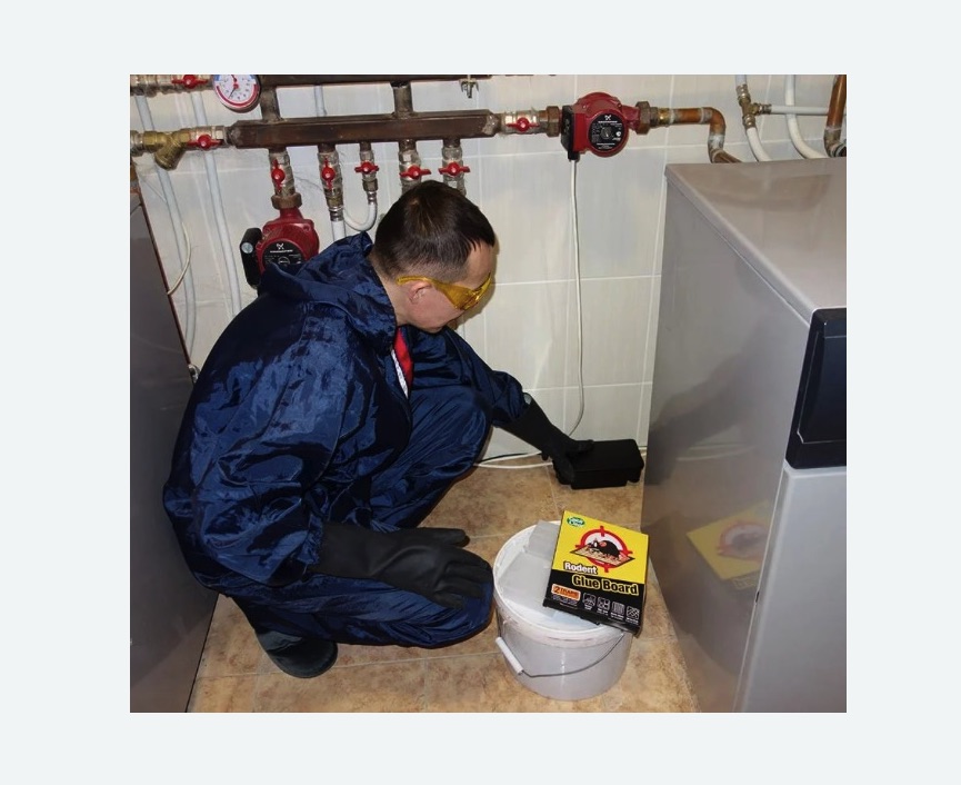 Уничтожение крыс в Кольчугино